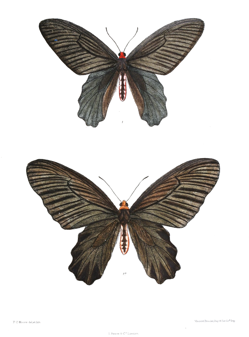 atrophaneura-aidoneus-kepeneyi