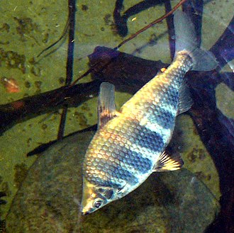 anostomidae