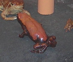 phrynomantis-microps-qurbagasi