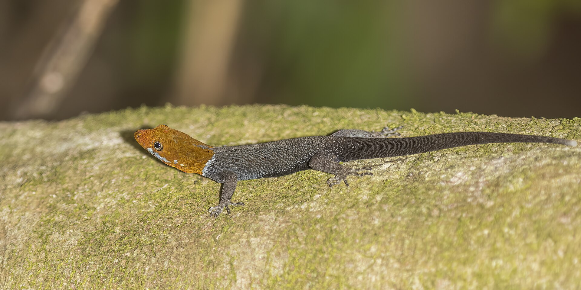 gonatodes-albogularis-gekkosu