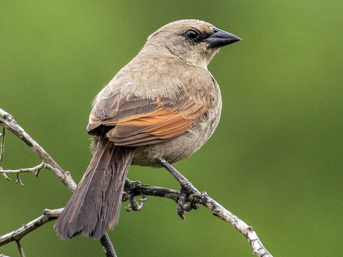 agelaioides-badius-qus-novu
