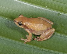 hyperolius-castaneus-qurbagasi