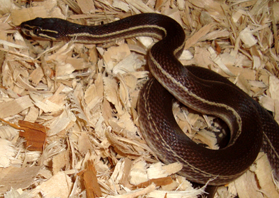boaedon-lineatus-ilani