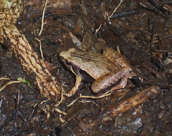 microhyla-achatina-qurbagasi