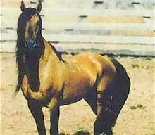 kiger-mustang-at-cinsi
