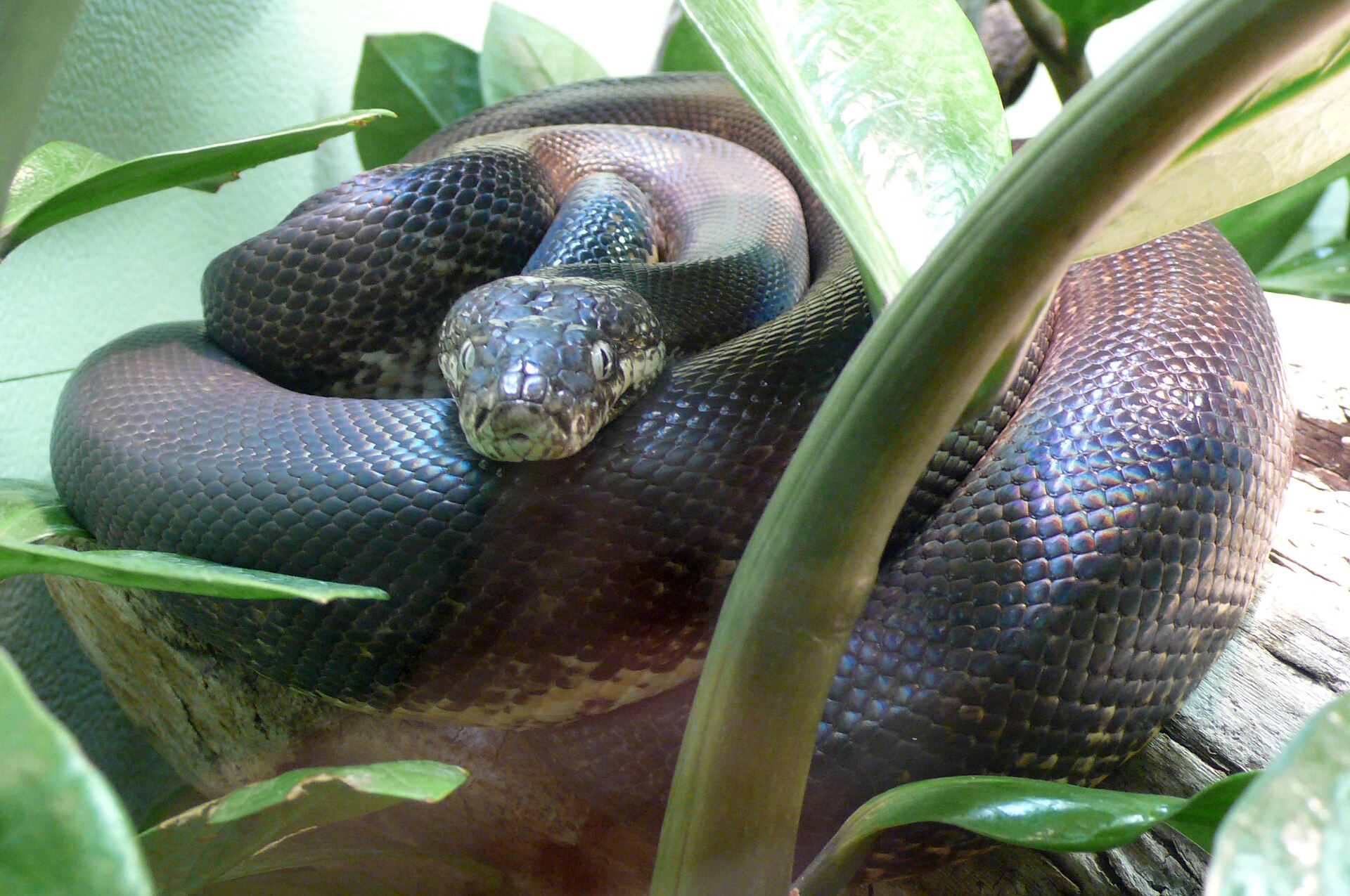 liasis-mackloti-pitonu