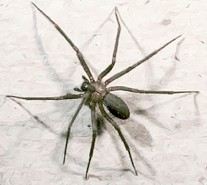 qehveyi-recluse-horumceyi