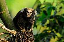buffy-tufted-marmoset