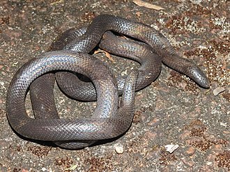 atractaspis-aterrima-ilani
