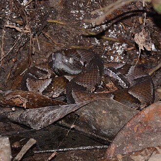 bothrops-muriciensis-ilani