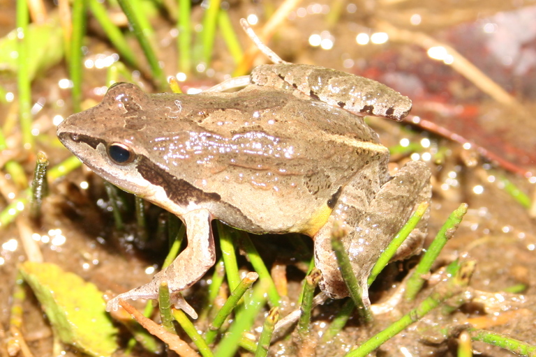 physalaemus-barrioi-qurbagasi