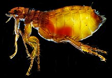 cat-flea-pisik-biti