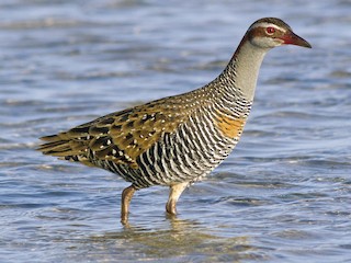buff-zolaqli-su-feresi