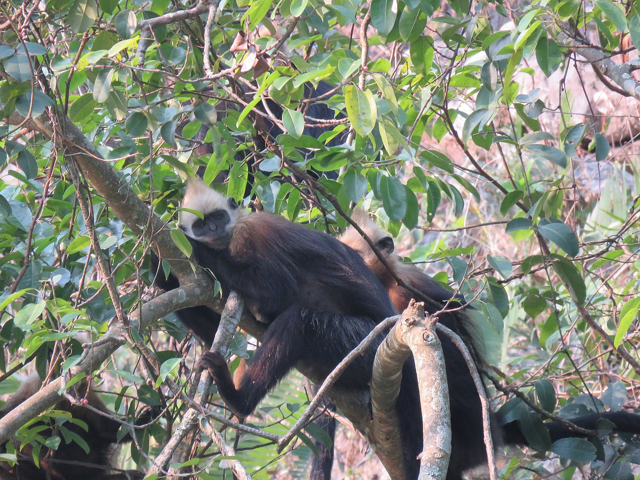 cat-ba-languru