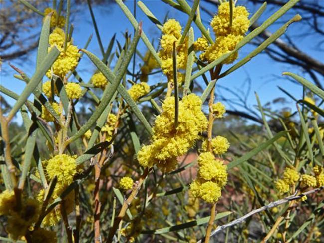 acacia-cana