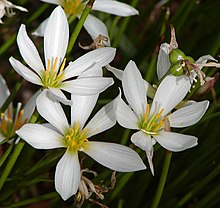 zephyranthes