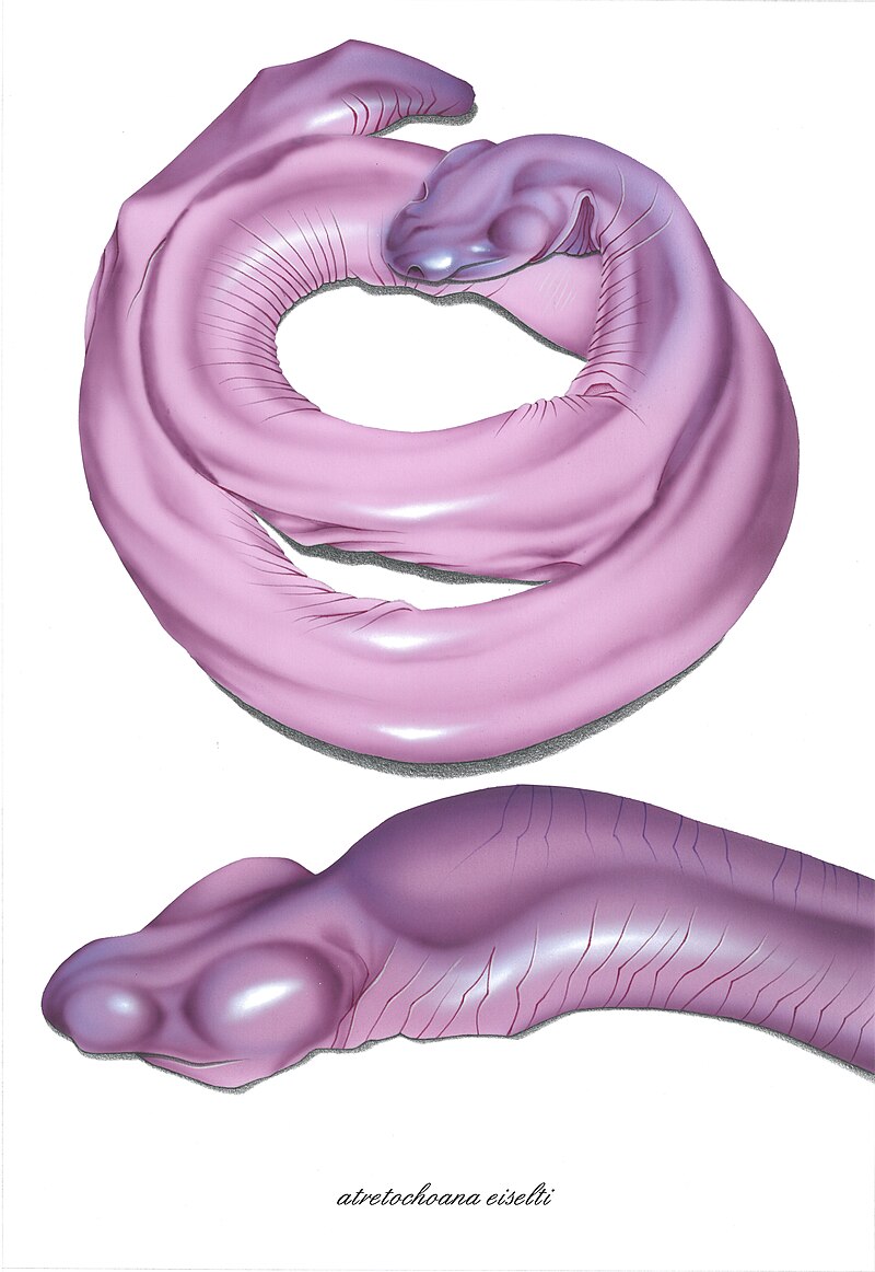 atretochoana-eiselti