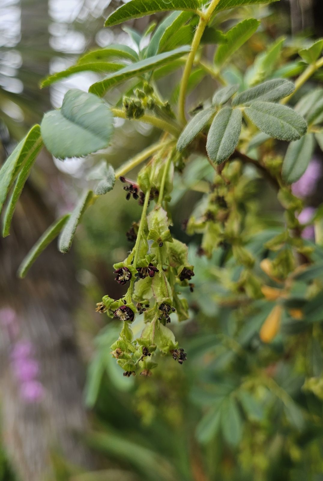 polylepis-australis