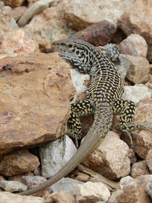 damali-cubuqquyruq