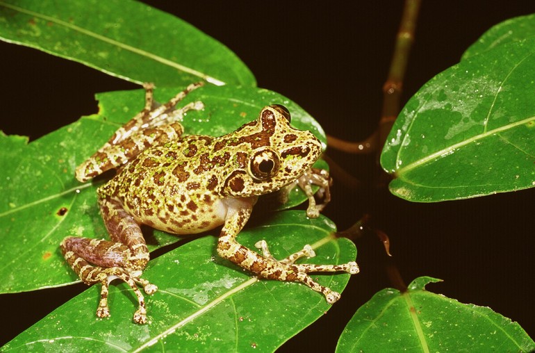 spinomantis-peraccae-qurbagasi
