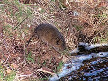su-sicovullari