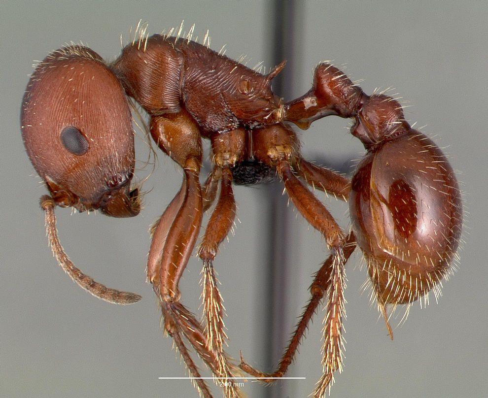 pogonomyrmex-qarisqasi