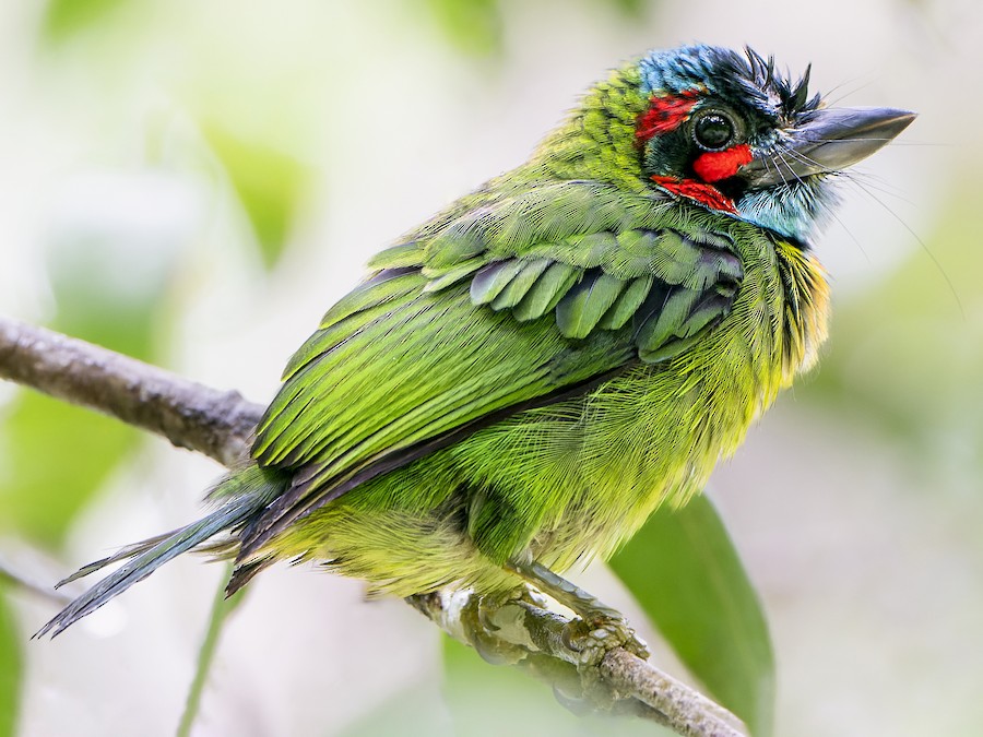 qaraqulaq-barbet
