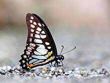 graphium-chironides-kepeneyi
