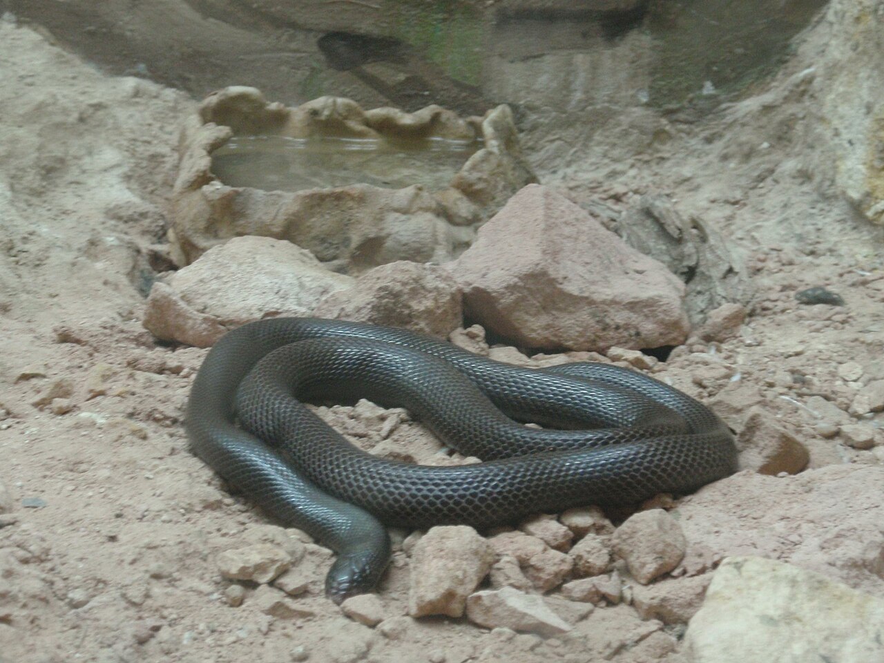 atractaspididae-ilani