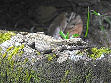 gekko-kuhli-gekonu
