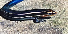 dordxetli-skink-plestiodon-tetragrammus