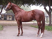 thoroughbred-at-cinsi