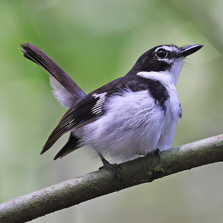 qara-terefli-robin