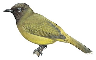 mavi-ceneli-bulbul