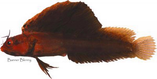 chaenopsidae