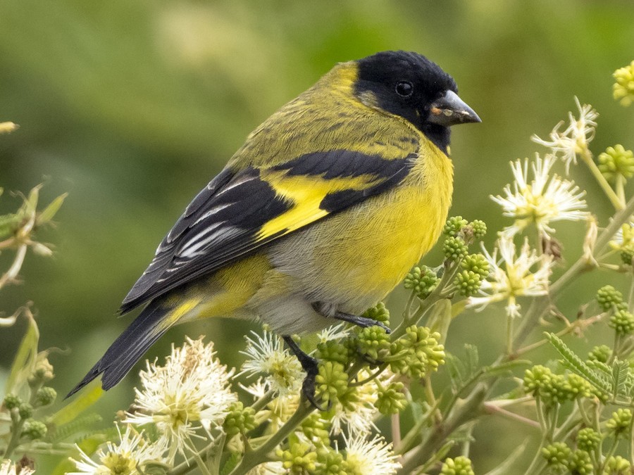basliqli-siskin