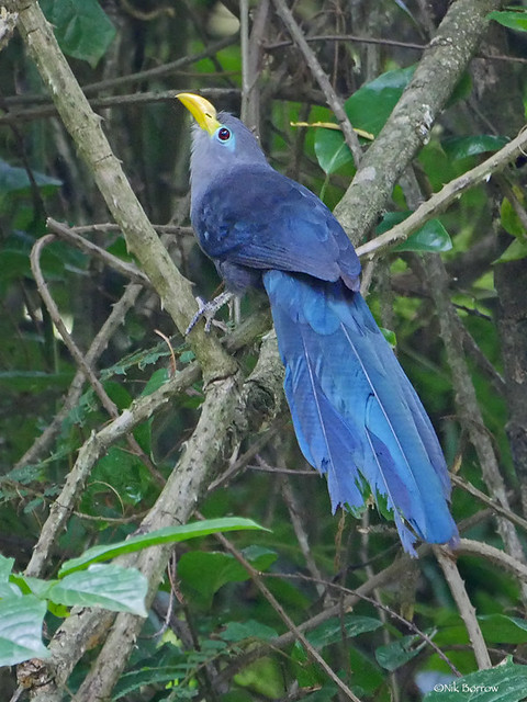mavi-malkoha