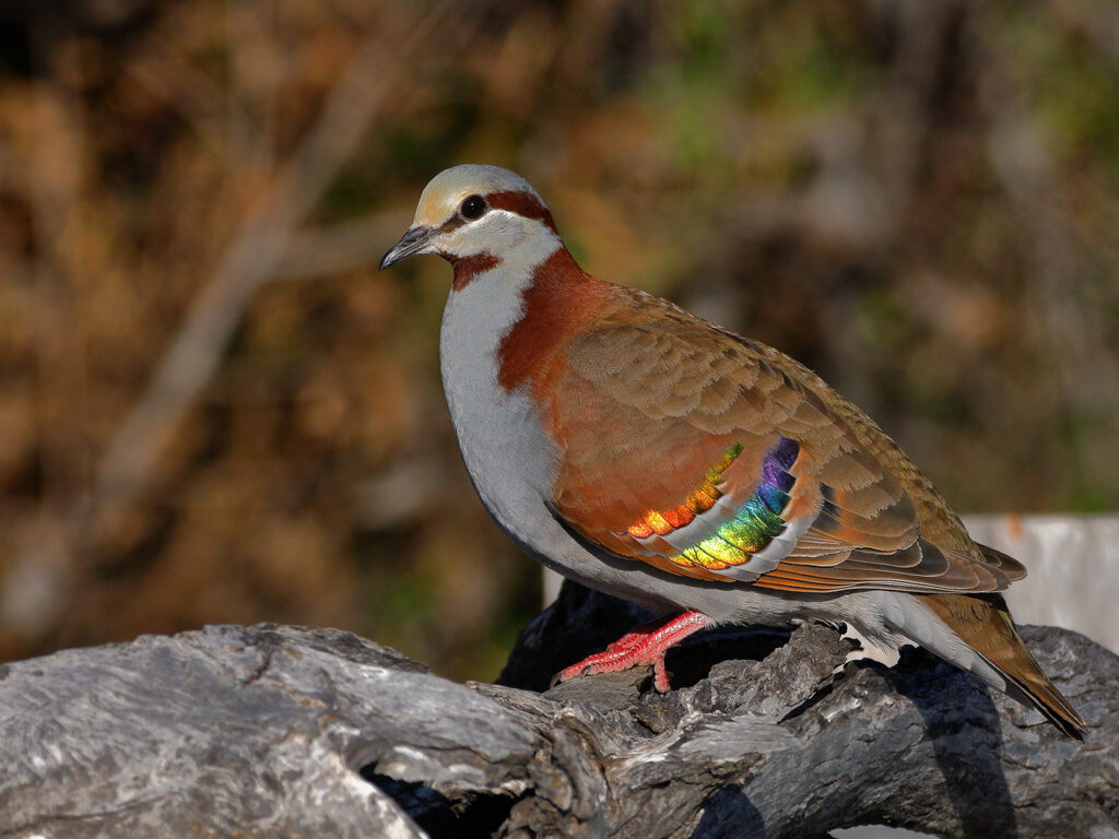 firca-qanadli-buruncqusu