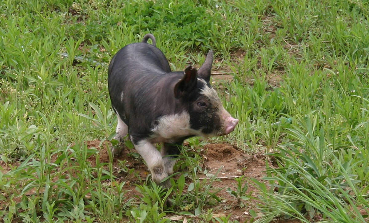 berkshire-donuz-cinsi