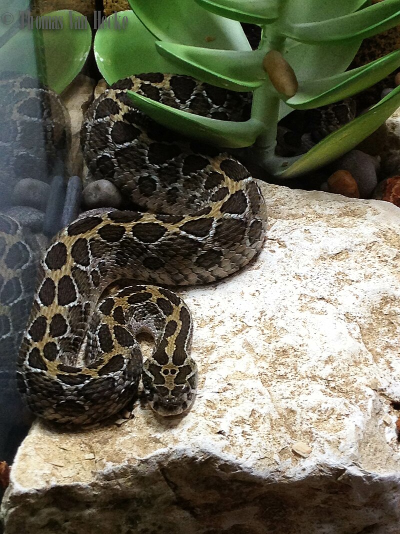 crotalus-polystictus-ilani