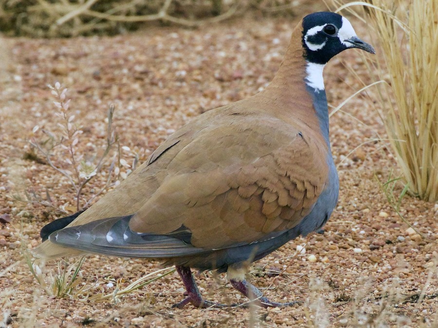 suru-tuncqanadi