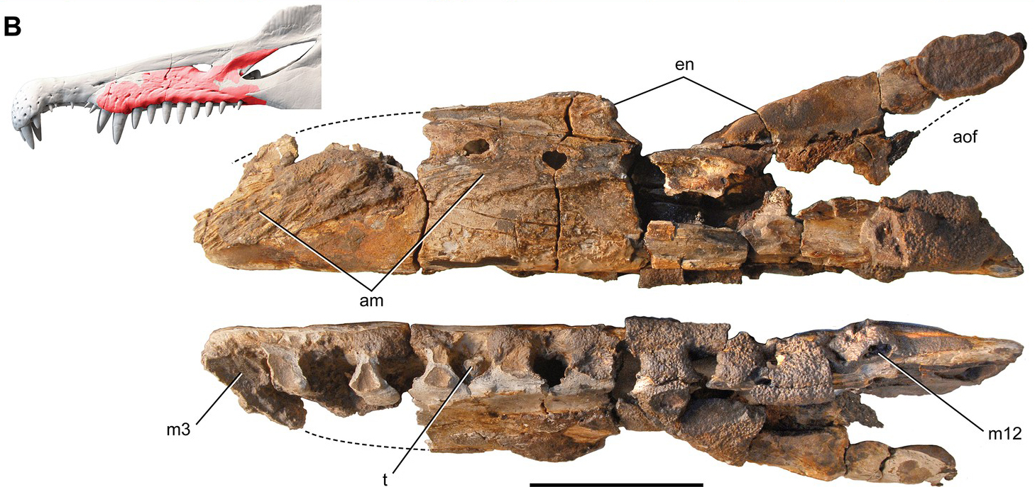 spinosaurus-mirabilis