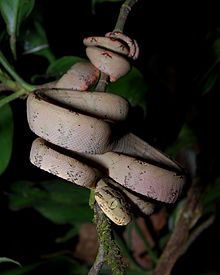corallus-hortulana-ilani