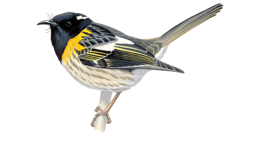 stitchbird-qus-novu