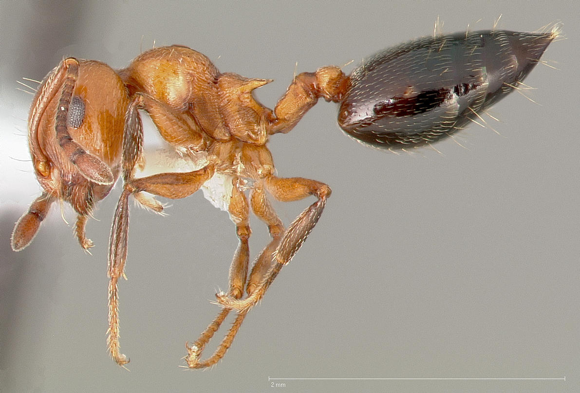 crematogaster-qarisqasi