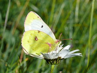 colias-phicomene-phicomene-kepeneyi