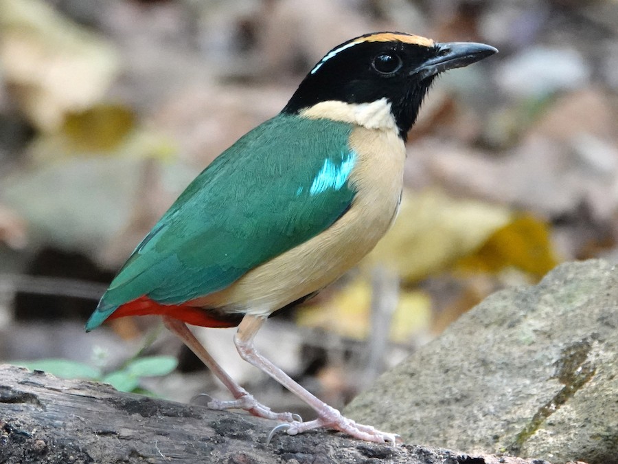 zerif-pitta