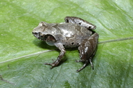 kamborangah-borneo-qurbagasi