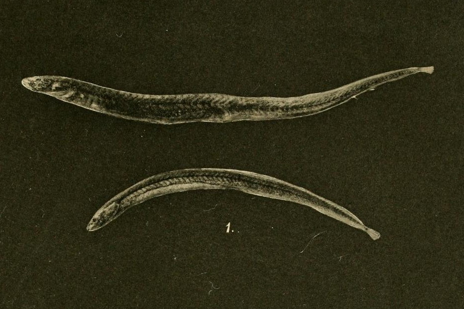 earthworm-eel