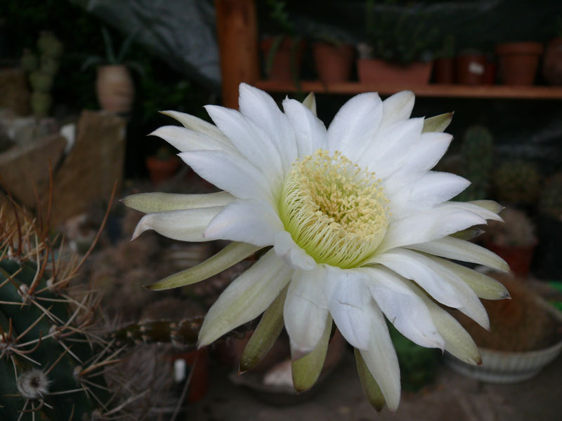 acanthocalycium-leucanthum
